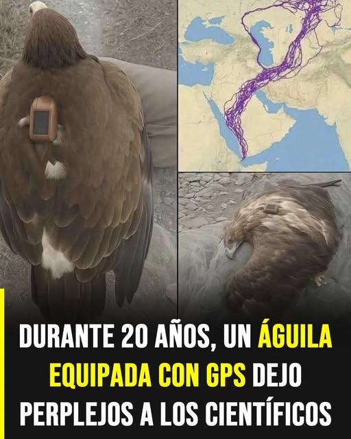 El increíble viaje de un águila que voló durante 20 años: El hallazgo que obligó a la ciencia a reescribir las rutas del cielo