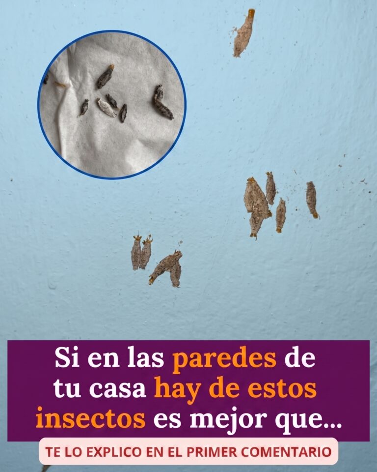 Los arquitectos invisibles del hogar: El misterio de las pequeñas cápsulas en las paredes.